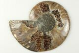Cut & Polished Ammonite Fossil (Half) - Madagascar #200050-1